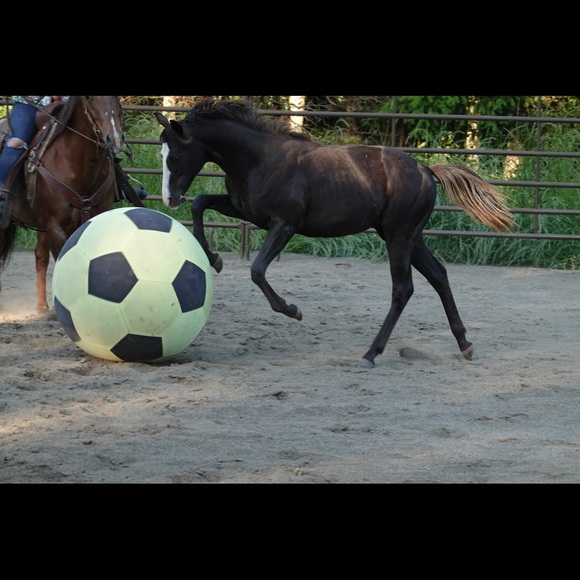 Meet your Posher, Natalie - Picture 5 of 16